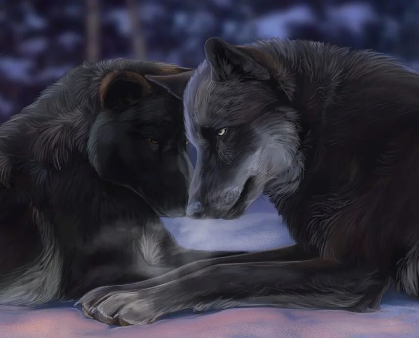 Пантера и волк. Волк и пантера любовь. Пантера и волк вместе. Волк и черная пантера. Ворафилия