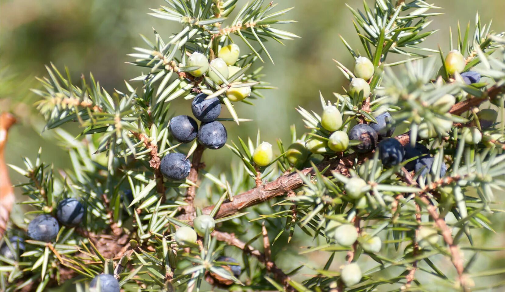 Juniperus communis l. можжевельник juniperus squamata 'hunnetorp. можжевельник обыкновенный (juniperus communis l. можжевельник обыкновенный шишкоягоды. можжевельник нижний новгород.