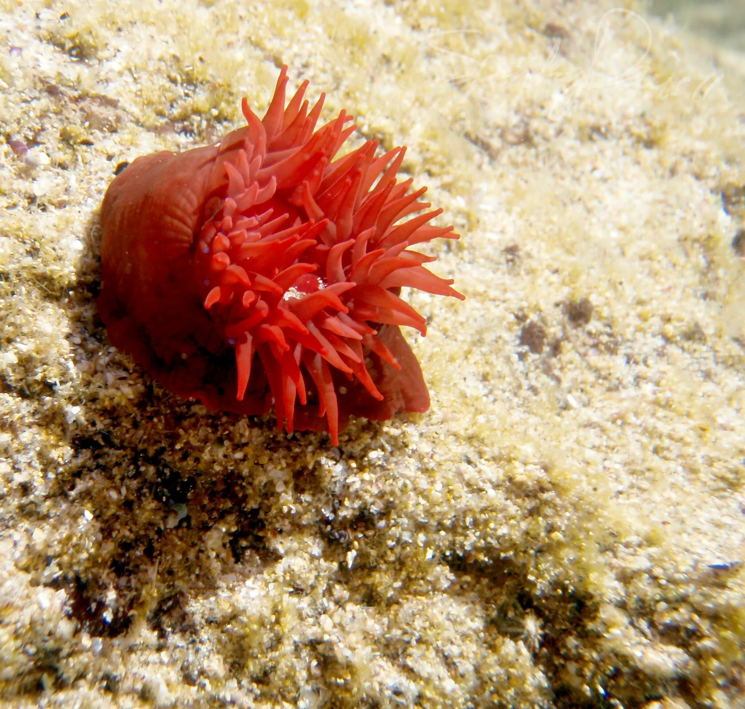 Красный морской обитатель. Red Anemone морская. Красный коралл и актиния. Анемоны актинии. Актиния Кипр.