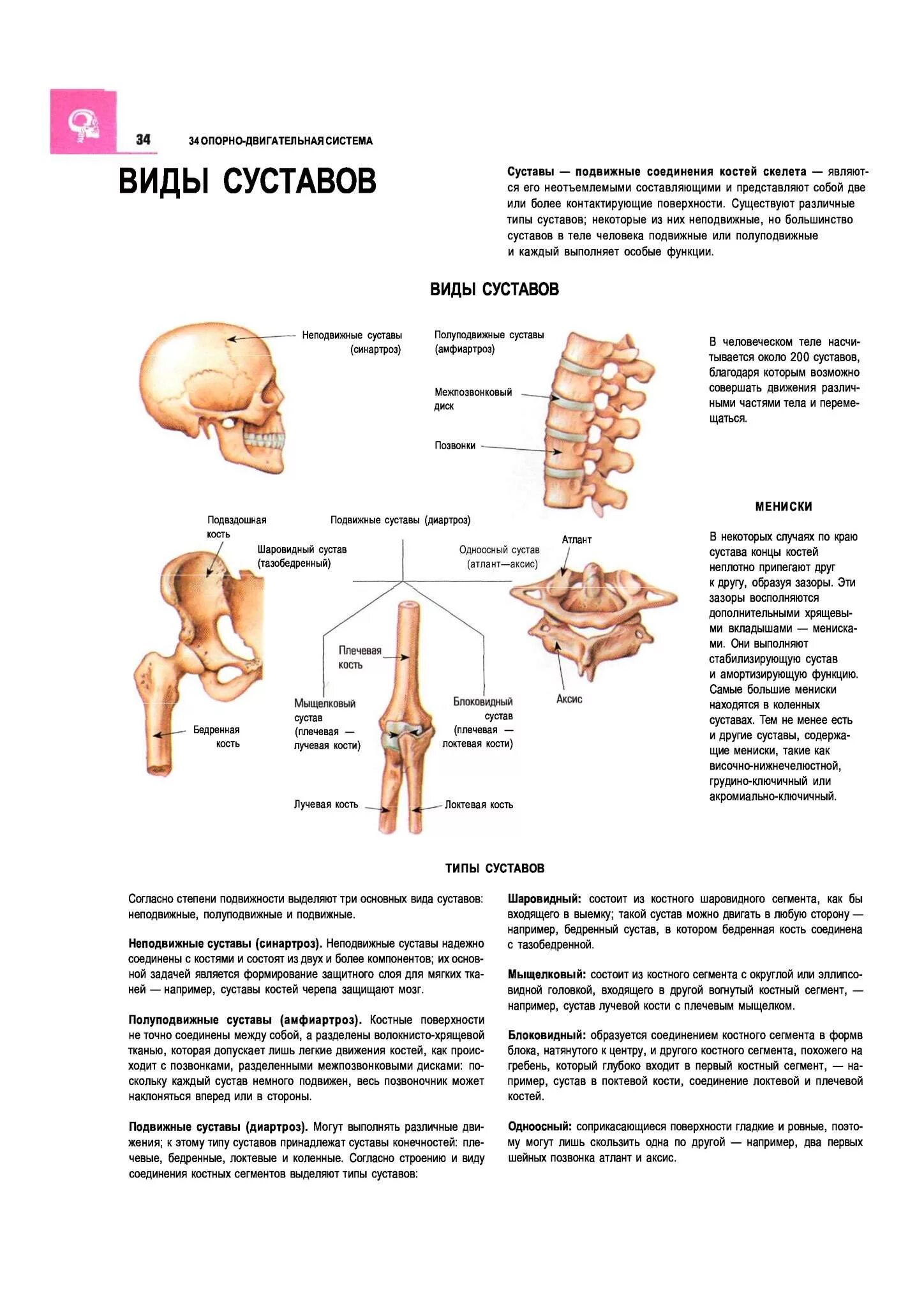 Типы суставов человека анатомия. Названия суставов человека таблица. Основные суставы скелета человека. Суставы скелета туловища таблица.