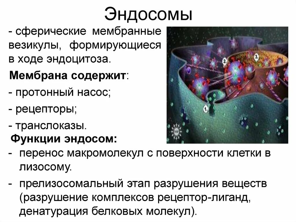 Везикула функции. Эндосомы. эндосомы строение и функции. ранние эндосомы. эндосома это в биологии.