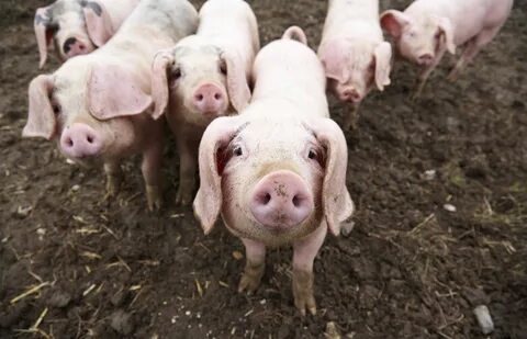 Pigs are more intelligent as other animals