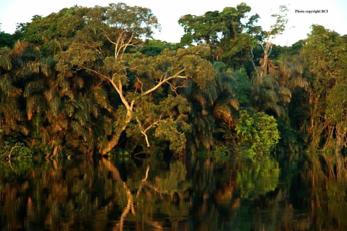 Коста рика джунгли. Тропические леса демократической республики конго. Тропические леса центральной африки. Сельва амазонки, южная америка. Экваториальная и южная африка.