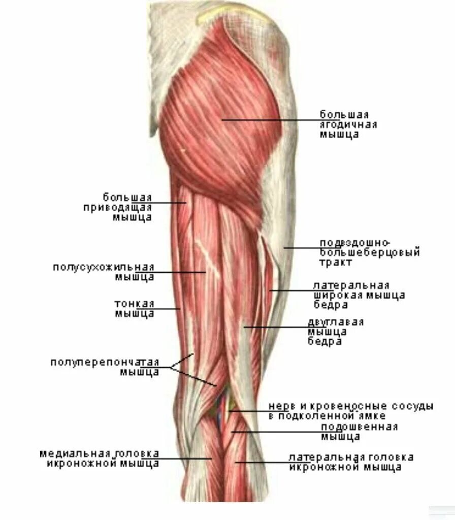 Сухожилие бедро задняя. Мышцы бедра задняя группа. Мышцы задней поверхности бедра анатомия. Задние мышцы бедра поверхностные.