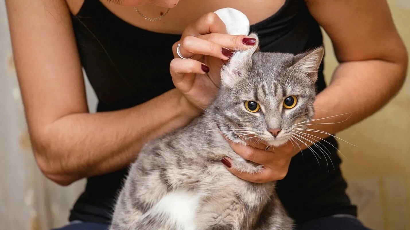Как правильно чистить уши коту. Уход за ушами кошек. Уход за ушами кошек. Уши кота. Уход за ушами кошек.
