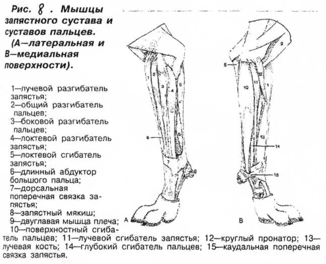 Сухожилия лап собаки. Мышцы запястного сустава собаки. мышцы грудной конечности крс. строение запястного сустава лошади.