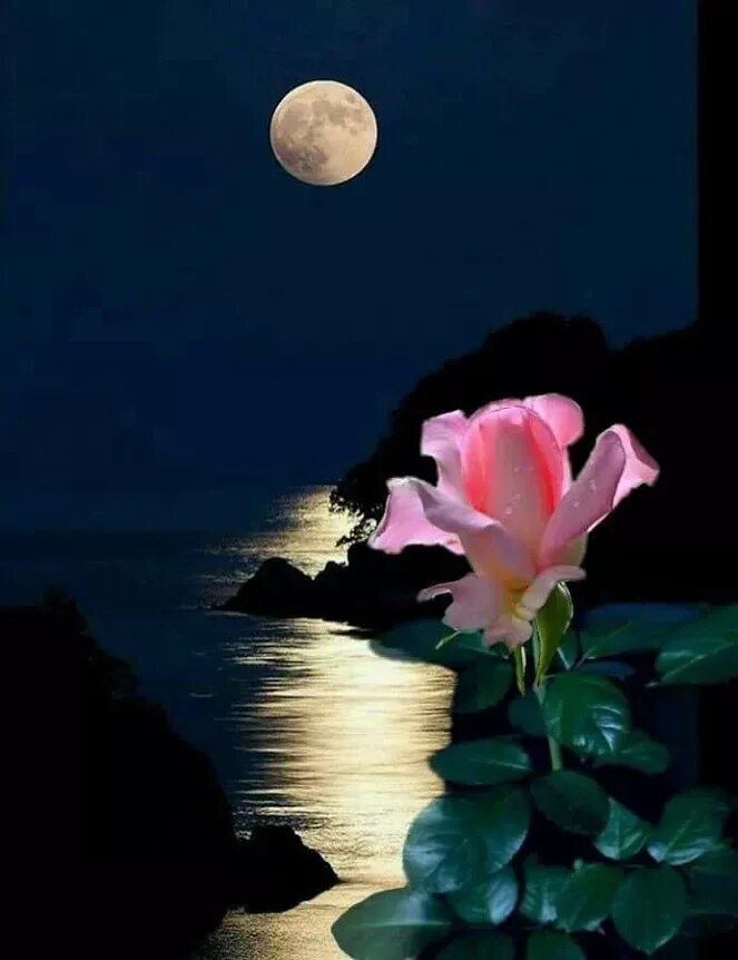 Тихой красивой ночи. Доброй летней ночи. Спокойной летней ночи. Красивая Луна и цветы. Прекрасная ночь.
