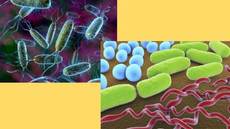 Биологии бактерии 9