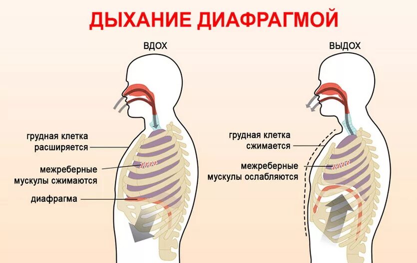 Вред диафрагмального дыхания. Диафрагма при дыхании. дыхательная техника (диафрагмальное дыхание). диафрагма человека при вдохе. диафрагмальный тип дыхания.