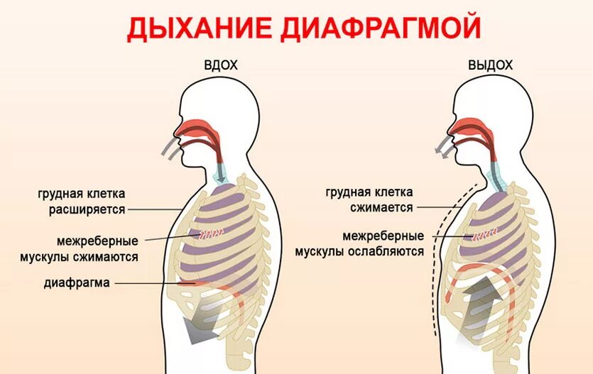 Дыхание движение. Диафрагмальное дыхание техника. Дыхательная техника (диафрагмальное дыхание). Дыхание животом диафрагмальное. Дышать диафрагмой.