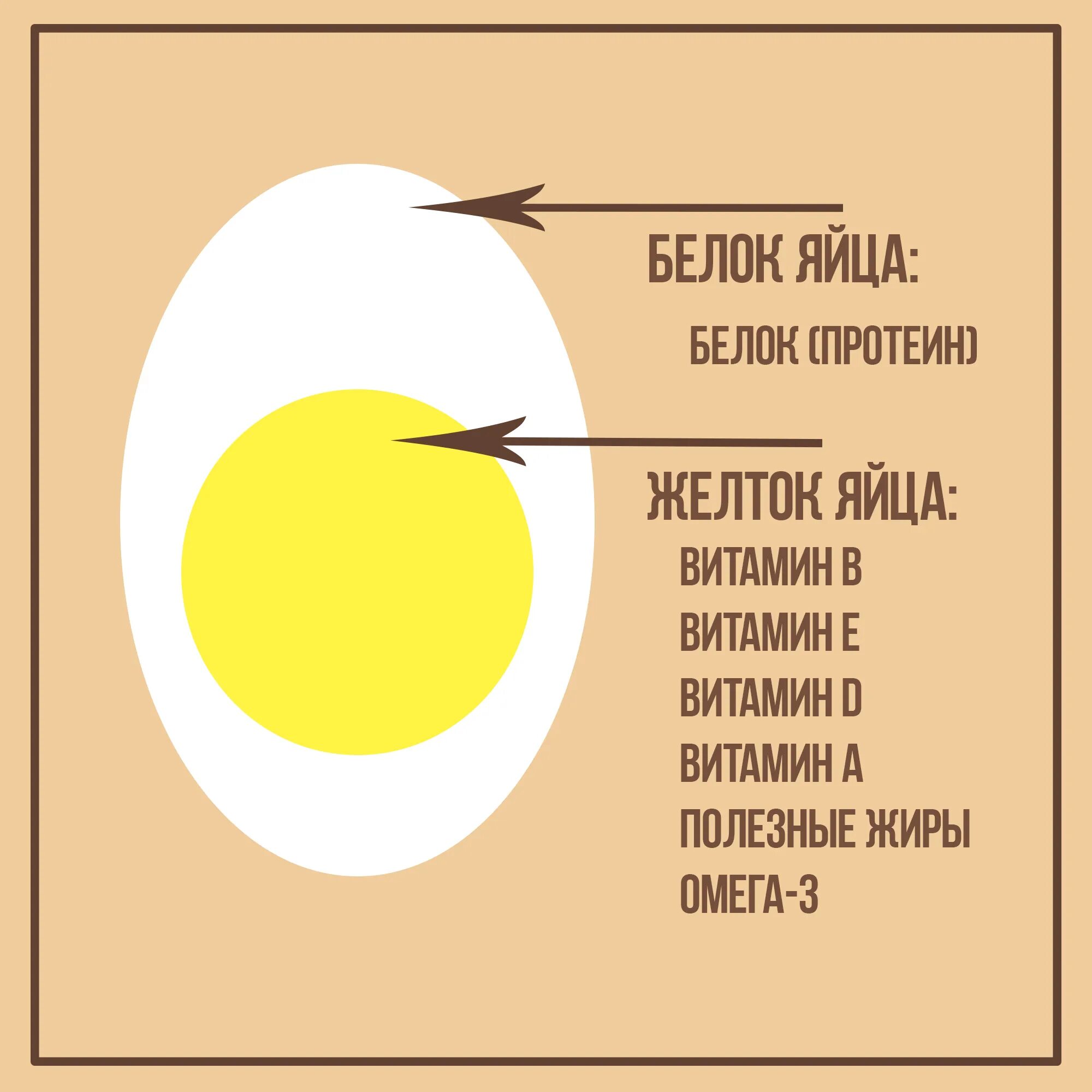 Сколько витаминов в яйце. Состав яйца. Состав куриного яйца. Состав желтка куриного яйца. Из чего состоит желток яйца.