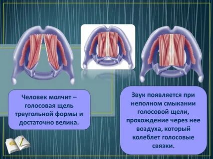 Голосовая щель