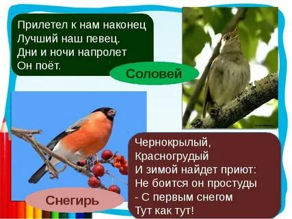 Тут был снегирь важный сытый