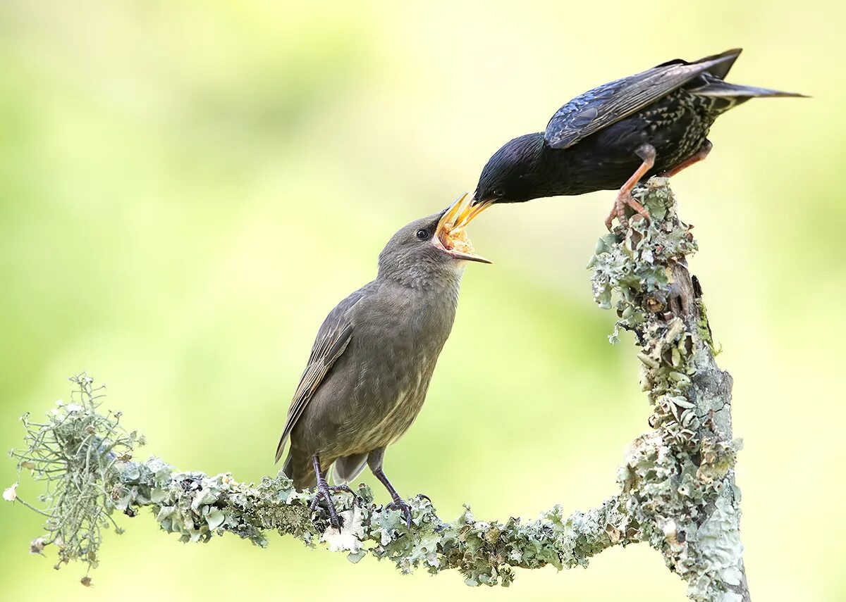 гнездо скворца. обыкновенный скворец. скворец гнездо скворца. где скворцы. гнезда скворцов.