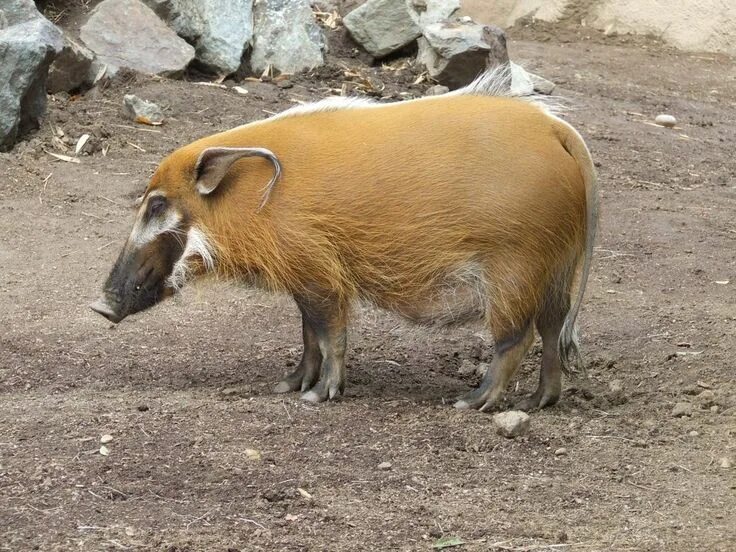 Red hog. Red river hog. кистеухая свинья. дикие кабаны редкие. кабаны редких цветов.