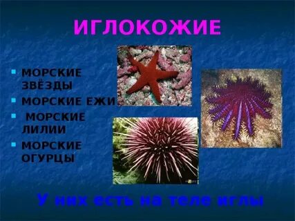 К какой группе относится морской еж
