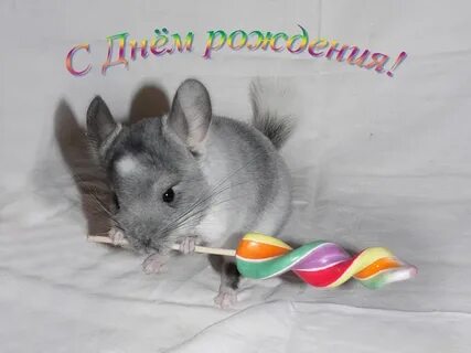 День шиншиллы