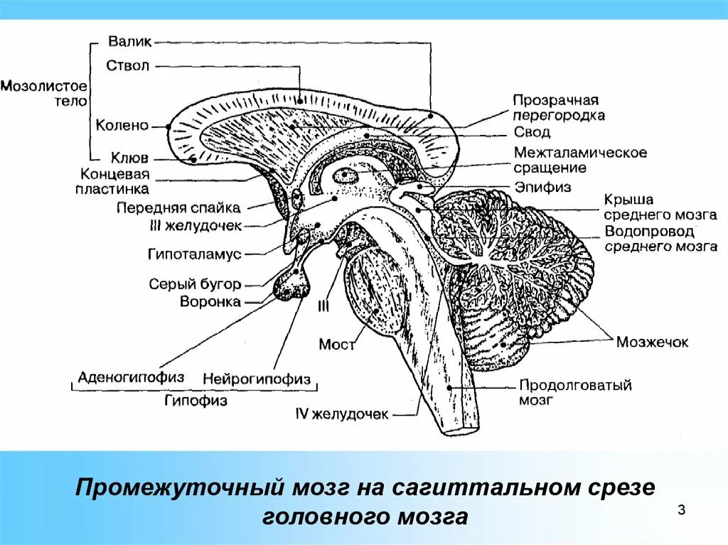 Каким номером на рисунке обозначен продолговатый мозг. Анатомическое строение ствола мозга. Схема строения промежуточного мозга. Промежуточный мозг строение поперечный срез. Промежуточный мозг Сагиттальный разрез головного мозга.