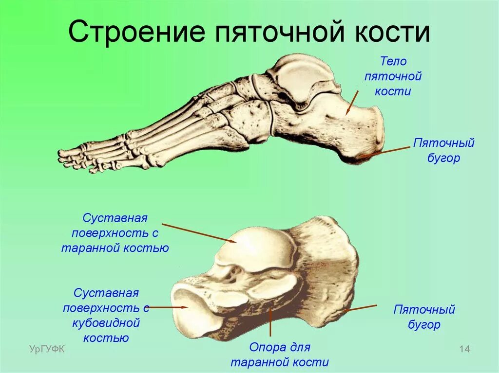 Строение стопы анатомия