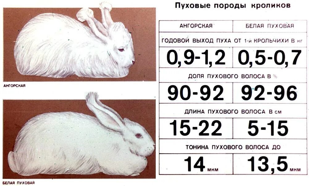 К какому классу относится кролик. Различные породы кроликов. Породы кроликов таблица. Как определить Возраст кролика. Кролик среднего размера.