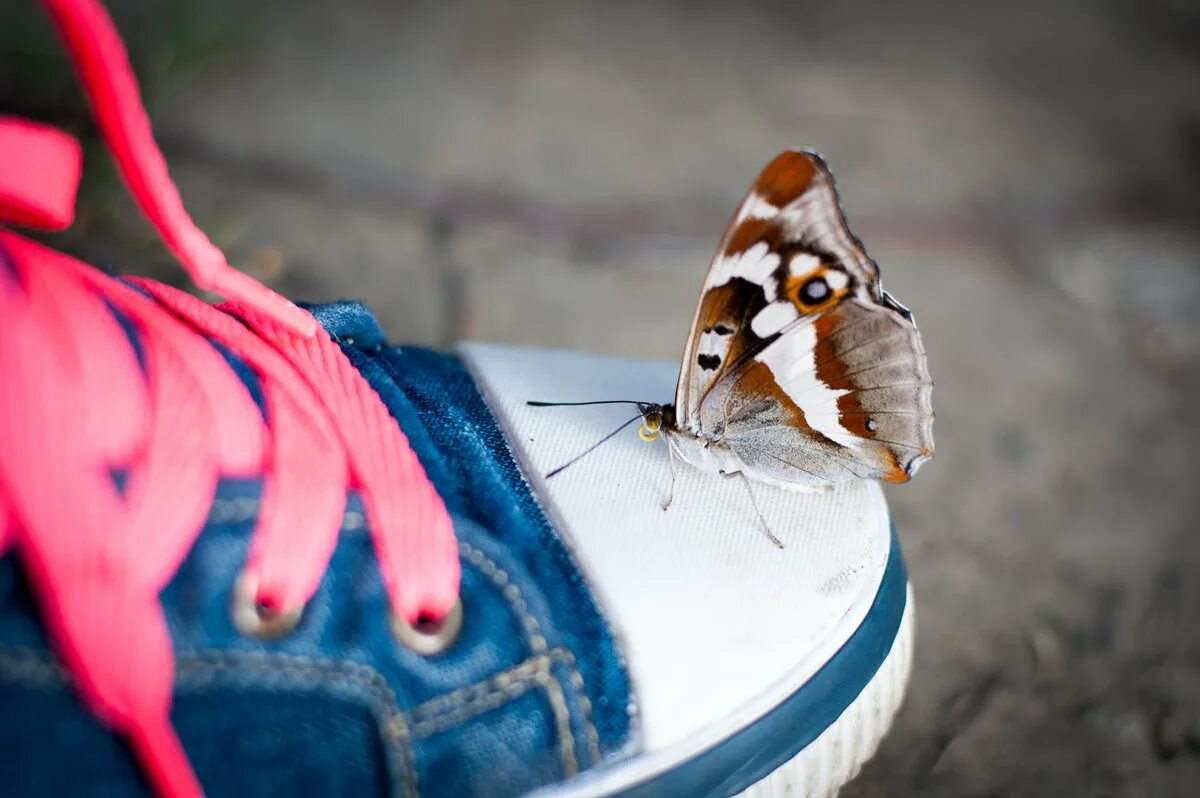 село бабочки. маленькая бабочка. село бабочки. село бабочки. тропические бабочки.