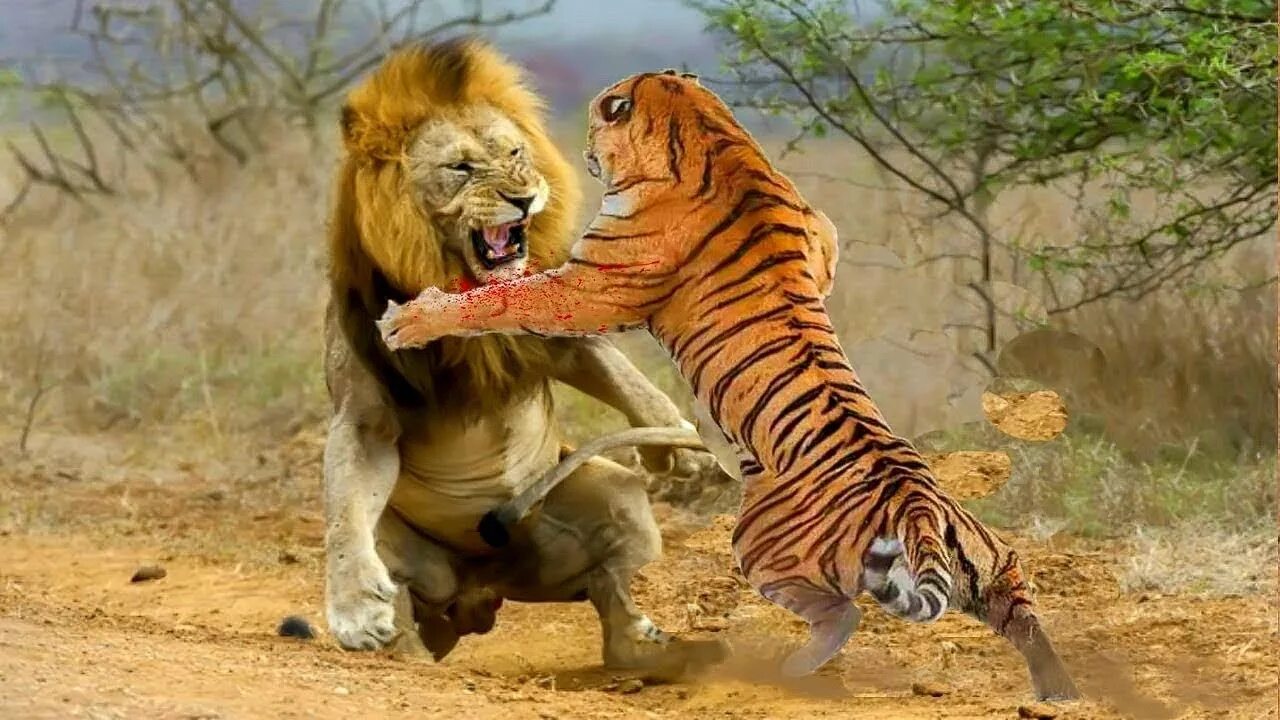 Какой тигр сильнее. Лев против тигра Лев против тигра. Амурский тигр против Льва.