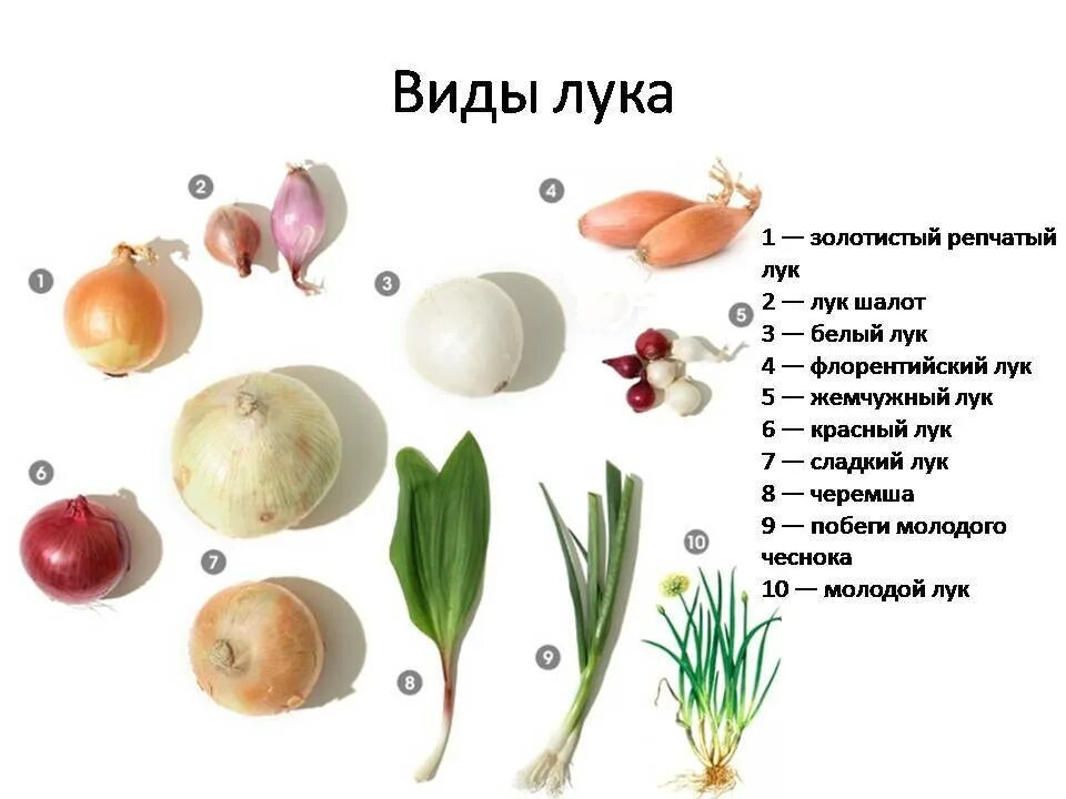 Почему лук назвали луком