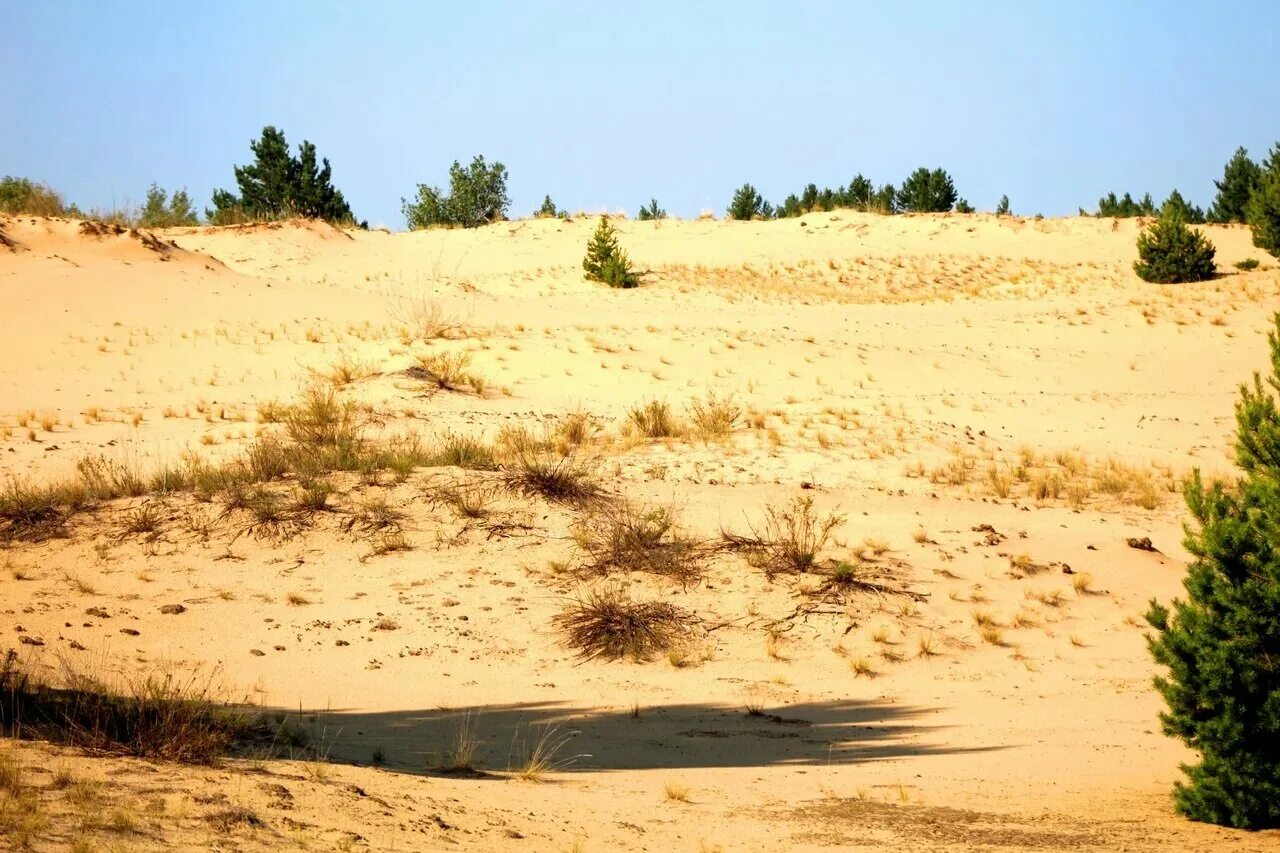 донская сахара воронежская область. донская сахара петропавловский район. пустыня в воронежской области. воронеж сахара. воронеж сахара.