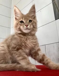 Мейн кун средний