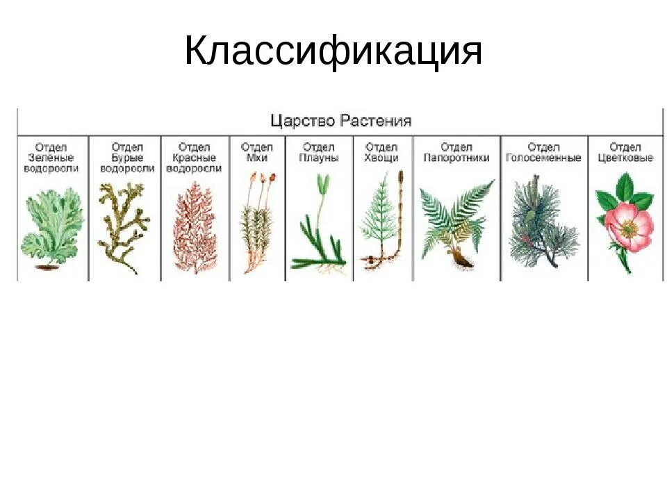 Однодольные хвойные. Отделы растений. Классификация растений. Систематика царства растений. Виды растений классификация.