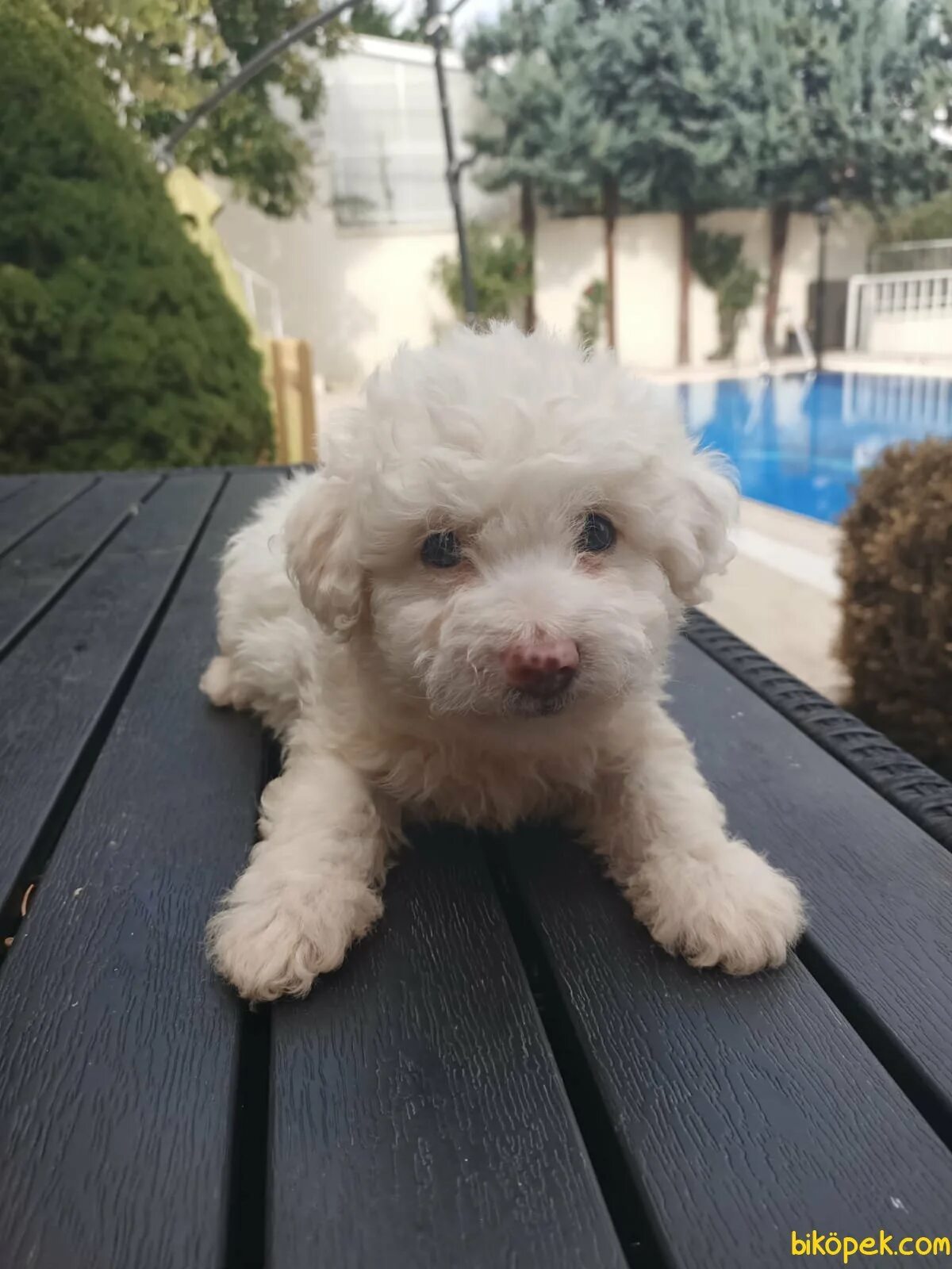 Bichon Frise Description, Behavior, & Facts Britannica