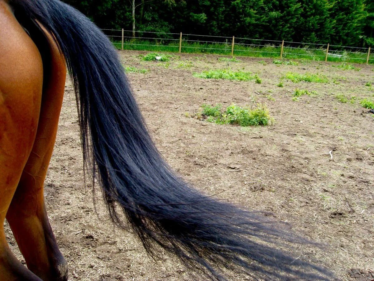 Хвост лошади. Лошадиный хвост. Horse s tail. Лошадиные прически. Хвост кобылы.