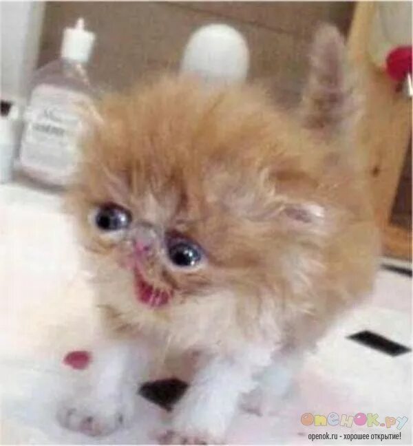 некрасивый котенок. канадский сфинкс уродец. рыжие коты. сфинкс (порода кошек). уилфред уорриор кот.