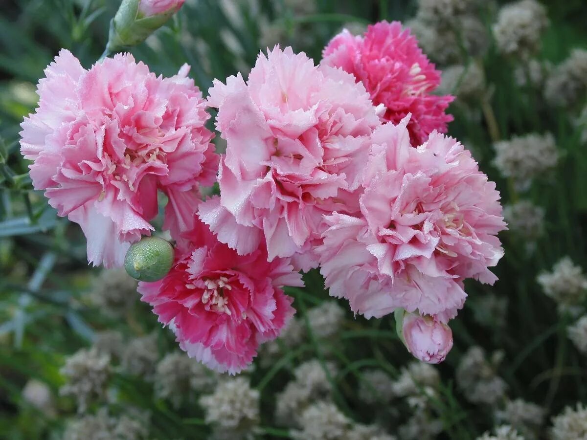 Разновидности гвоздики. Гвоздика Садовая (Dianthus caryophyllus) "Chabaud". Гвоздика Шабо махровая. Гвоздика голландская Шабо. Гвоздика Dianthus caryophyllus.