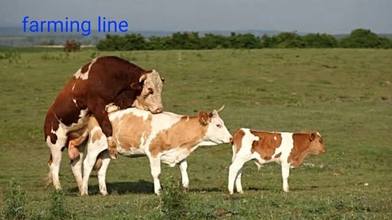 Mating men