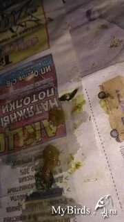 Поносы отзывы
