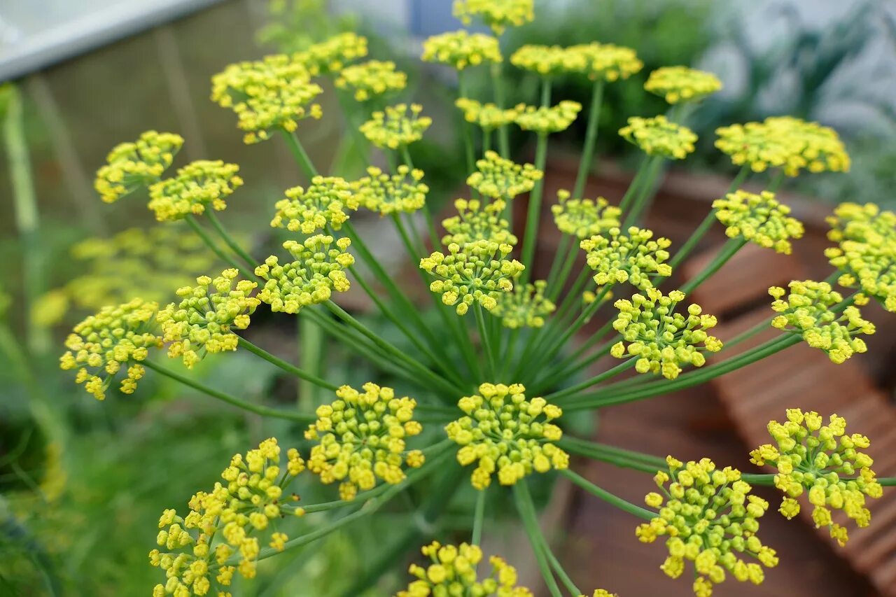 Фенхель. Foeniculum vulgare. Фенхель соцветие. Фенхель обыкновенный — Foeniculum vulgare Mill.. Фенхель обыкновенный (укроп аптечный). Цветущий укроп