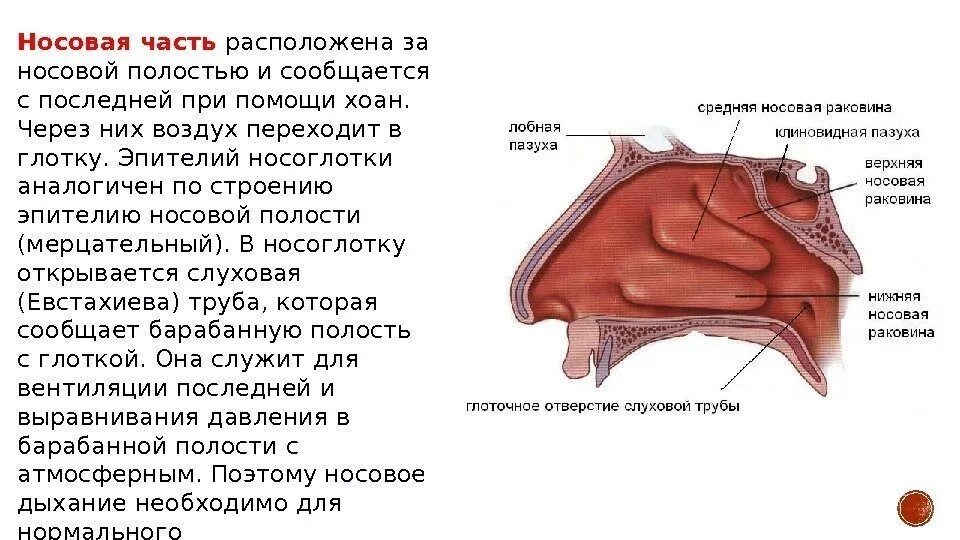 Значение носоглотки человека. Полость носа строение хоаны. Нос и полость носа анатомия. Носовая полость строение анатомия. Хоаны носа анатомия.