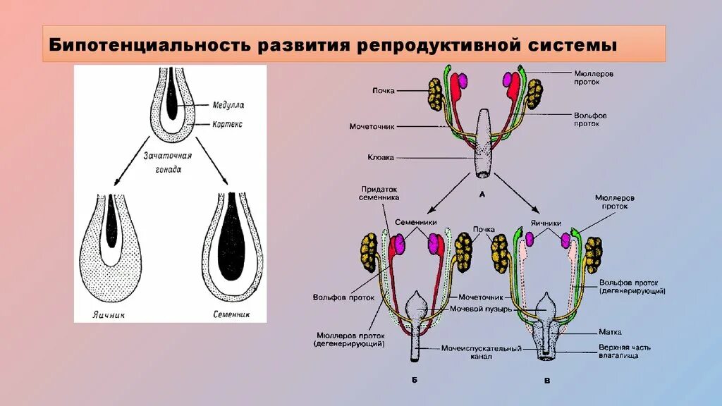 Женская половая система животных. Периоды развития женской репродуктивной системы. Эмбриональное развитие половой системы. Схема формирования половой системы. Индифферентная стадия развития репродуктивной системы.