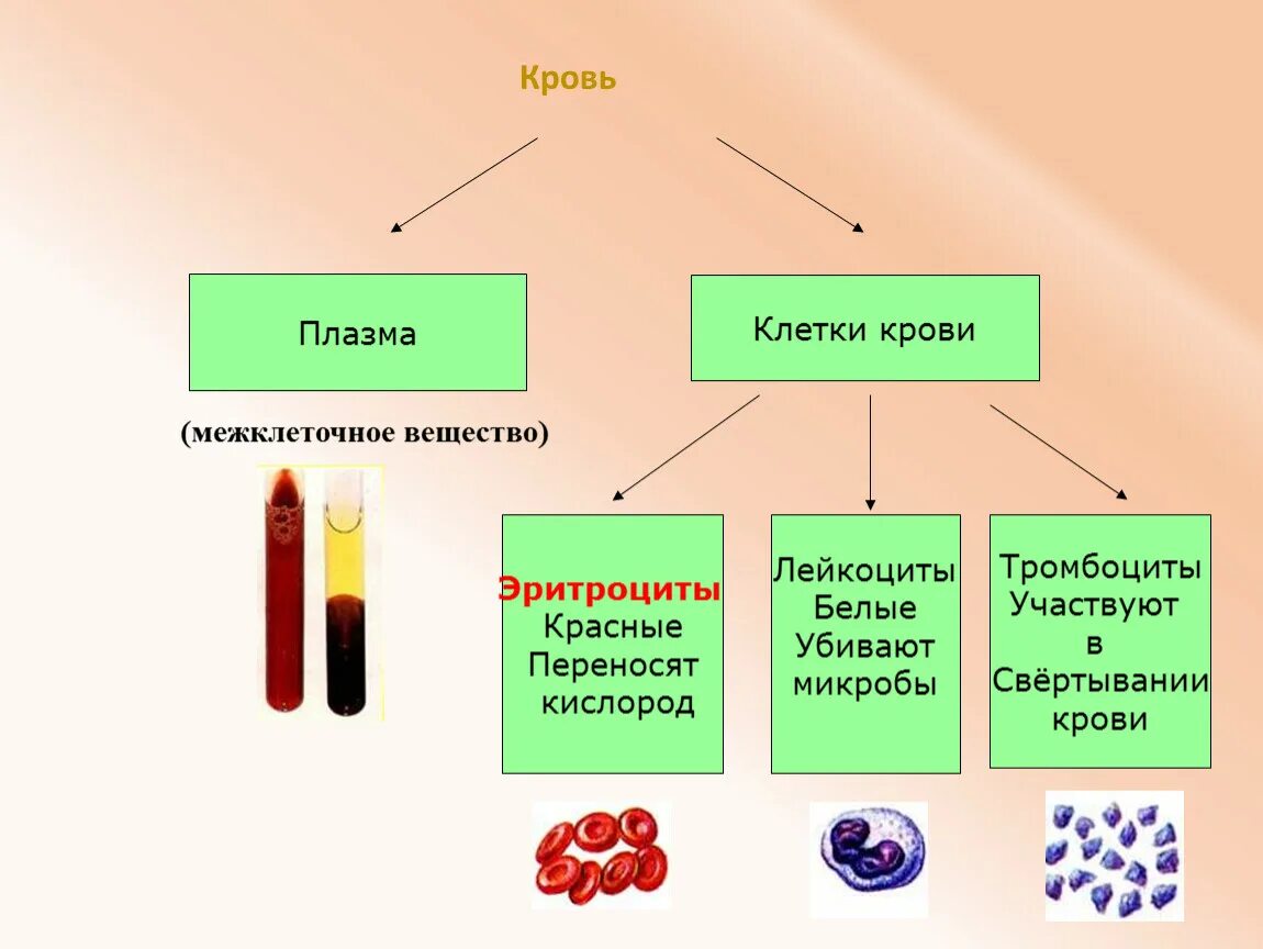 Форма плазмы крови