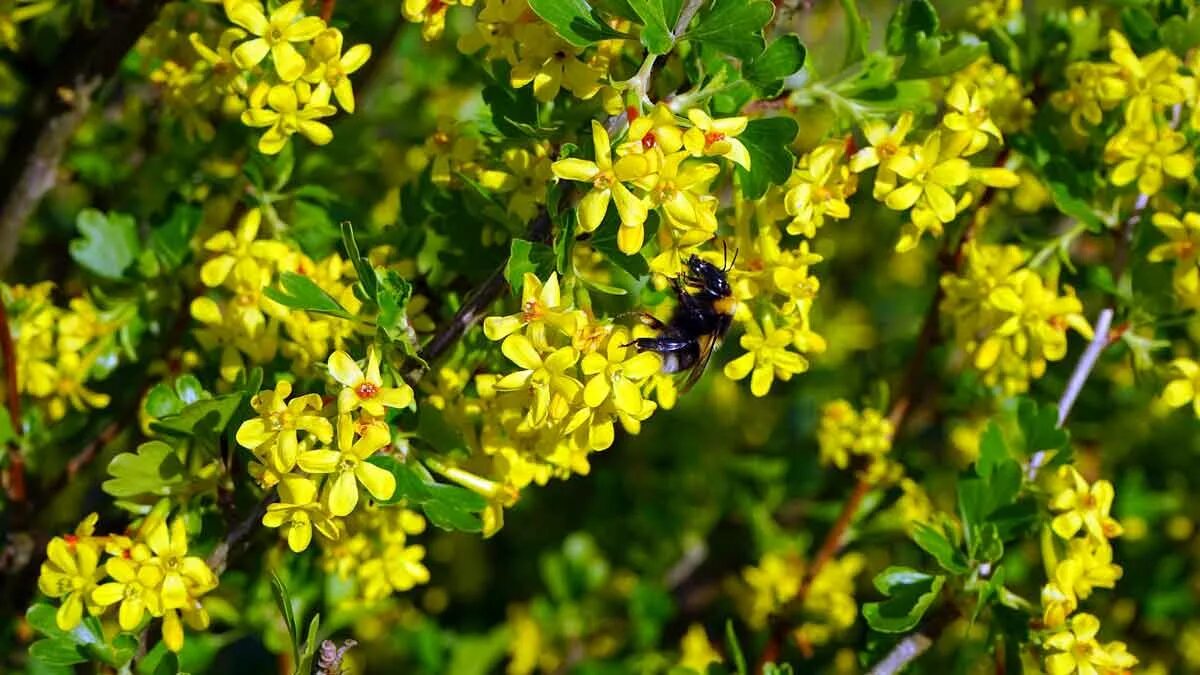 Текст весной неистово пылает золотистая смородина. Смородина золотистая (ribes Aureum). Смородина золотистая ribes Aureum кустарник. Смородина золотистая Левушка. Сморо́дина золоти́стая ( ribes Aureum ).