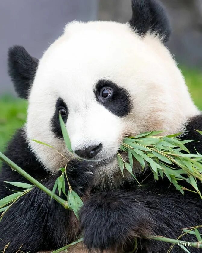 необычные панды. Chengdu giant panda. краснокнижные животные панда. животные красной книги большая панда. краснокнижная панда.