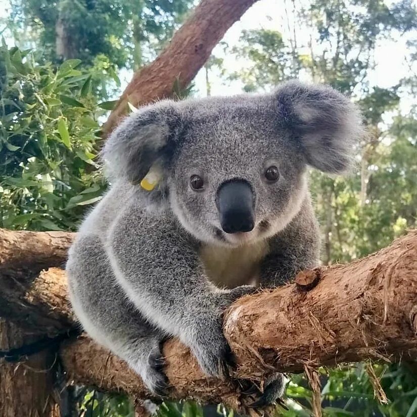 Коала африка. Коала сумчатое животное. Мишка коала. Сумчатая Панда. Коала в Австралии.