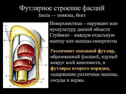 Поверхностная фасция