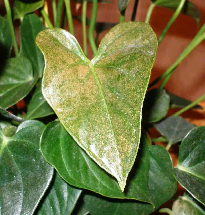 болезни цветка антуриума. мучнистая роса на антуриуме. септориоз антуриум андре. антуриум фитофтороз. болезни цветка антуриума.