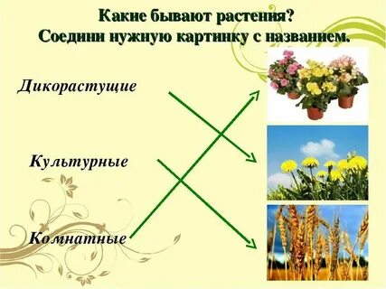 Какие бывают травы названия 2 класс окружающий