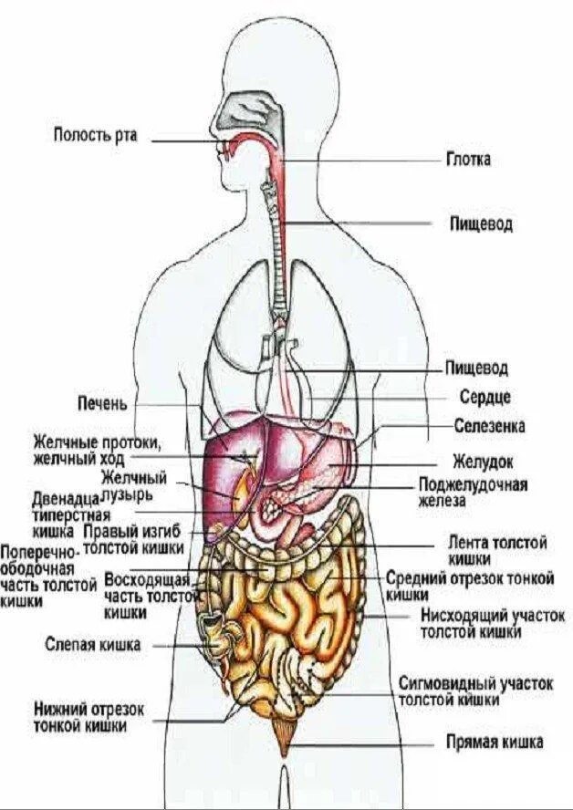 Вид внутренних органов. Строение органов человека спереди. Строение человека сзади внутренние органы. Внутренние органы человека сзади расположение в картинках. Органы человека расположение сзади в картинках с надписями.