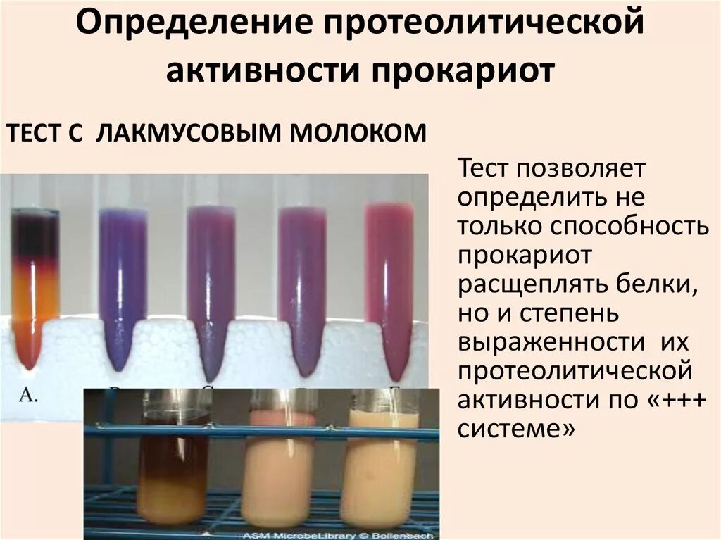 Протеолитические свойства бактерий. Среды для протеолитической активности. Протеолитическая активность это микробиология. Изучение протеолитической активности микроорганизмы. Протеолитические свойства микроорганизмов.