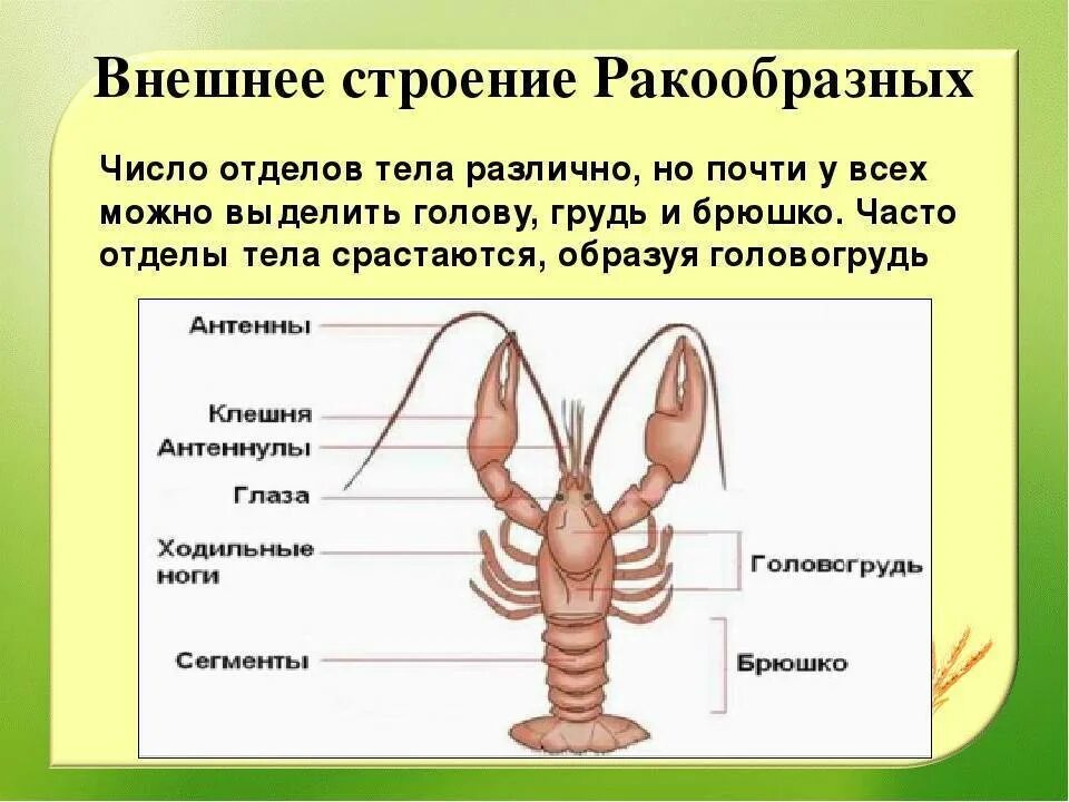 Класс ракообразные отделы тела. Строение членистоногих ракообразные. Отделы тела у ракообразных кратко. Отделы тела ракообразных 7 класс. Речной рак 7 класс