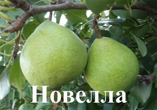 Сорт груши новелла. Груша новелла описание сорта. Груша зимняя новелла. Груши для Подмосковья лучшие сорта.